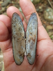 Hyridella drapeta