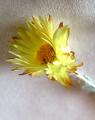 Helichrysum herbaceum