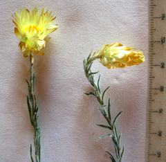 Helichrysum herbaceum
