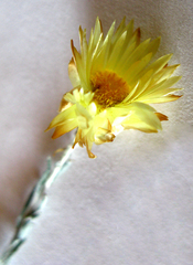 Helichrysum herbaceum