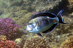 Acanthurus sohal