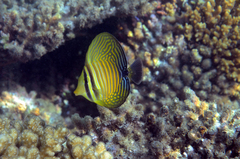 Zebrasoma desjardinii