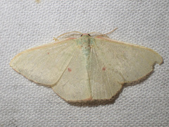 Chlorocoma cadmaria