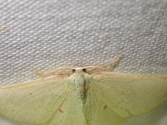 Chlorocoma cadmaria