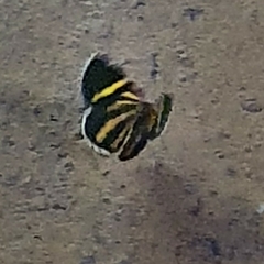 Heterusia