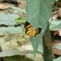 Heterusia