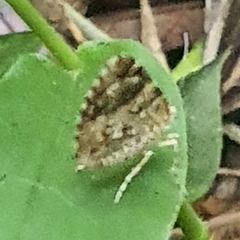 Heterusia