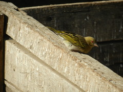 Ploceus cucullatus