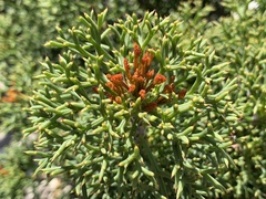 Petrophile multisecta