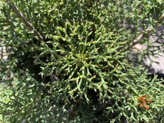 Petrophile multisecta