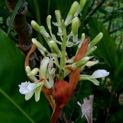 Alpinia galanga