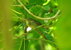 Acrocephalus sechellensis