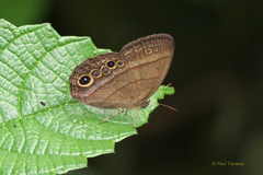 Yphthimoides maepius