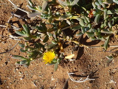 Yellow ice plant (Malephora lutea)