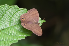 Yphthimoides maepius