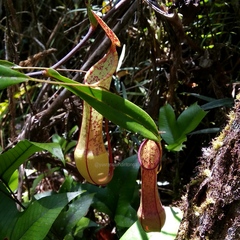 Nepenthes tobaica