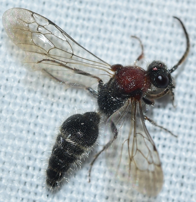 Physetopoda mendizabali