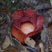 Rafflesia meijeri - Photo (c) Yusran E. Ritonga, algunos derechos reservados (CC BY-NC), subido por Yusran E. Ritonga