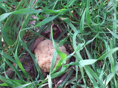 Morchella steppicola