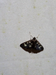 Herpetogramma desmioides