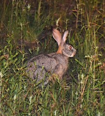 Lepus victoriae