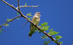 Crithagra atrogularis