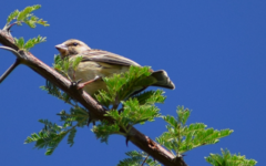 Crithagra atrogularis