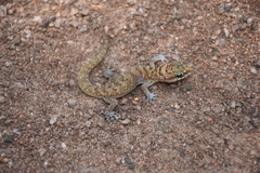 Hemidactylus squamulatus