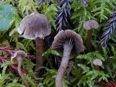 Hodophilus paupertinus