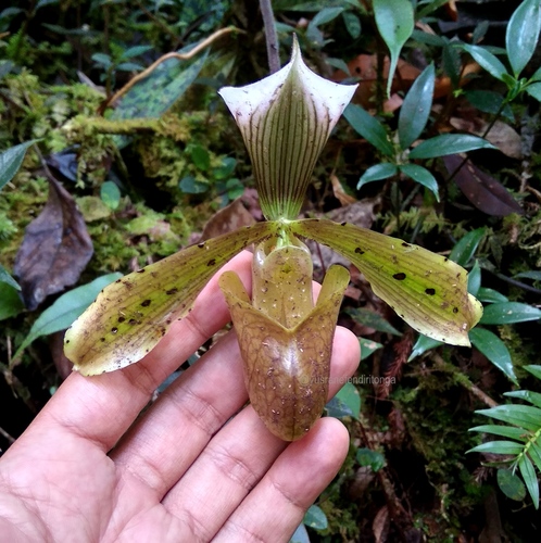 Bald Paphiopedilum (Paphiopedilum tonsum)