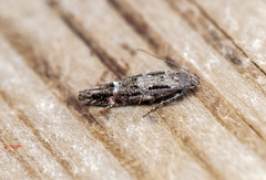 Mompha sturnipennella