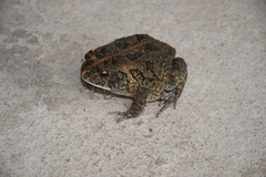 Sclerophrys gutturalis