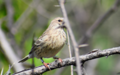 Crithagra atrogularis