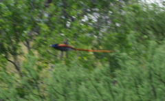 Terpsiphone viridis plumbeiceps