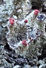 Cladonia coccifera