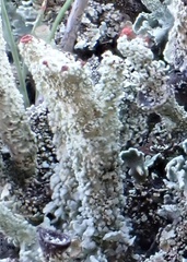 Cladonia coccifera