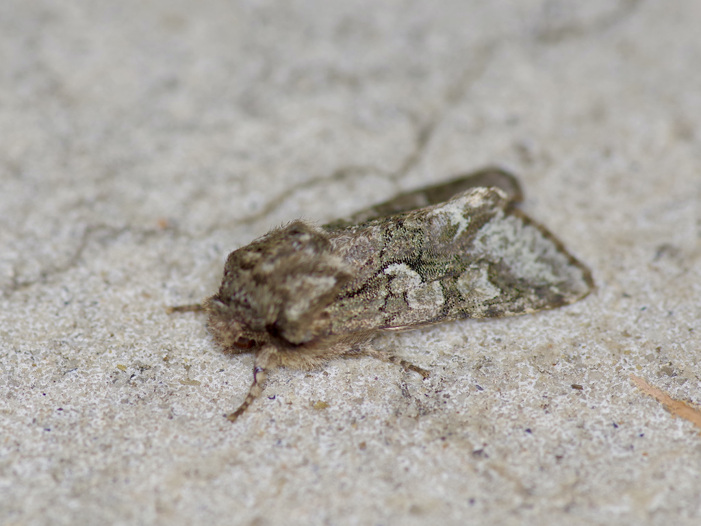 Figure-eight Sallow