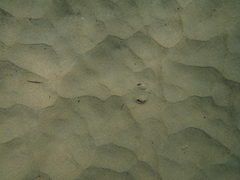 Trygonoptera testacea