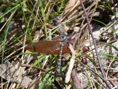 Austroaeschna atrata