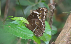 Morpho helenor achillides