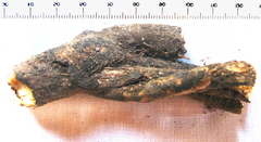 Lichtensteinia latifolia