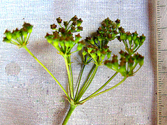 Lichtensteinia latifolia