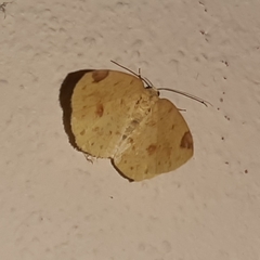 Periclina apricaria
