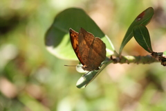 Nymphalidae