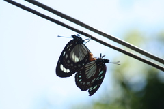 Nymphalidae