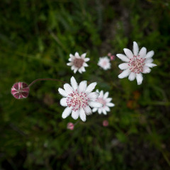Actinotus forsythii
