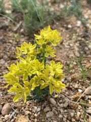 Haplophyllum dauricum