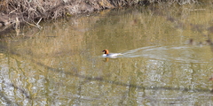 Mergus merganser