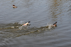 Mergus merganser