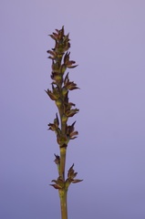 Prasophyllum castaneum